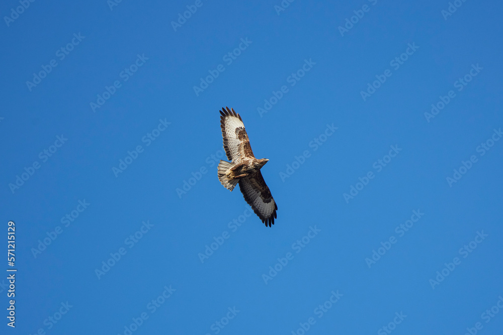 beautiful specimen of eagle on the background of the blue sky