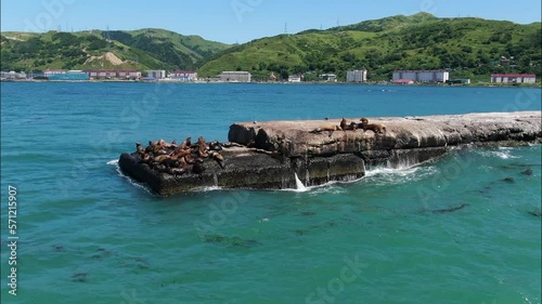 sea lions move along the breakwater. Nevelsk Sakhalin Island. view from the top