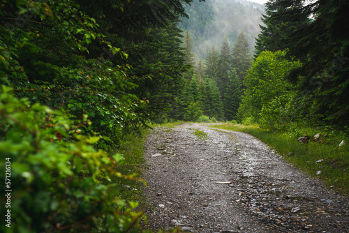 Woods trail path. Summer woods after rain. Enchanted forest in fog in morning. Landscape with fir trees, colorful green foliage with blue fog. Nature background. Dark foggy forest