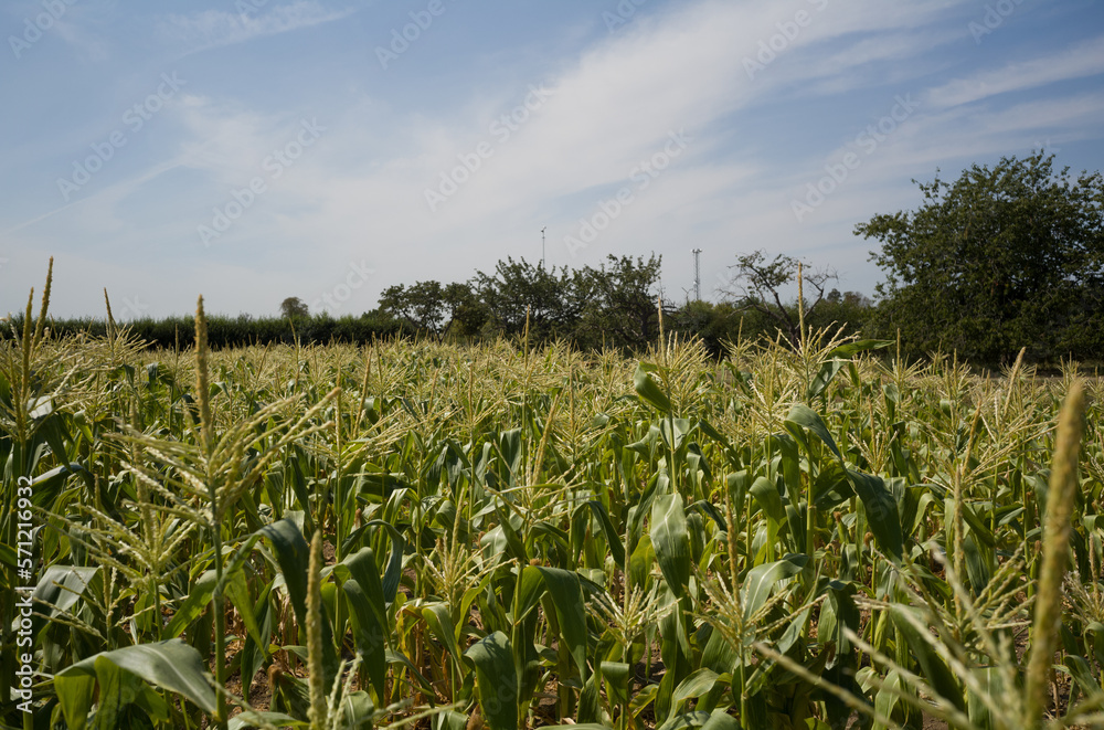 Corn plantation Corn plantation
