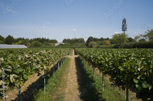 Strawberry Plantation