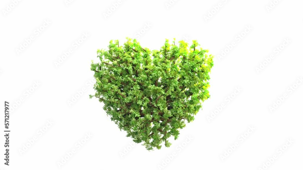 Heart shaped tree Grow on white background. Alpha Channel, cg animation, 3D Render.