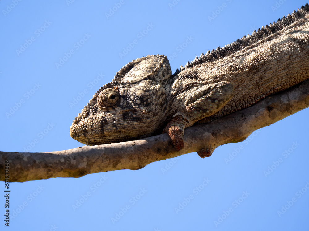 A large Malagasy giant chameleon, Furcifer oustaleti, basks on a branch in the morning sun. Madagascar A large Malagasy giant chameleon, Furcifer oustaleti, basks on a branch in the morning sun. Madagascar