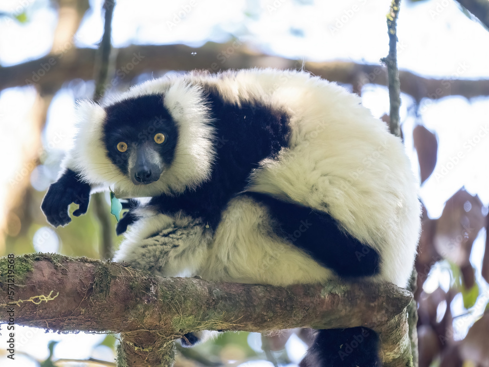 Fototapeta premium Two Black-and-white ruffed lemurs, Varecia variegata, playing in the branches of a tree. Ranomafana National Park. Madagascar wildlife