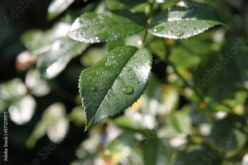 drops of water lie on the green leaf of a rose plant