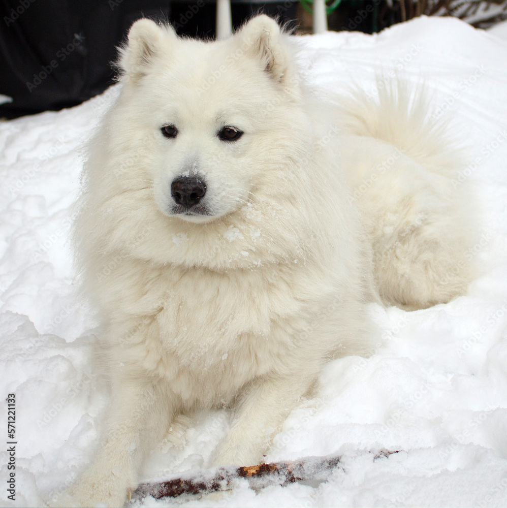 A white dog of the Samoyed husky breed lies against a background of white snow. A dog is a friend and companion of a person, Samoyeds are wonderful, affectionate, devoted friends. Square photo