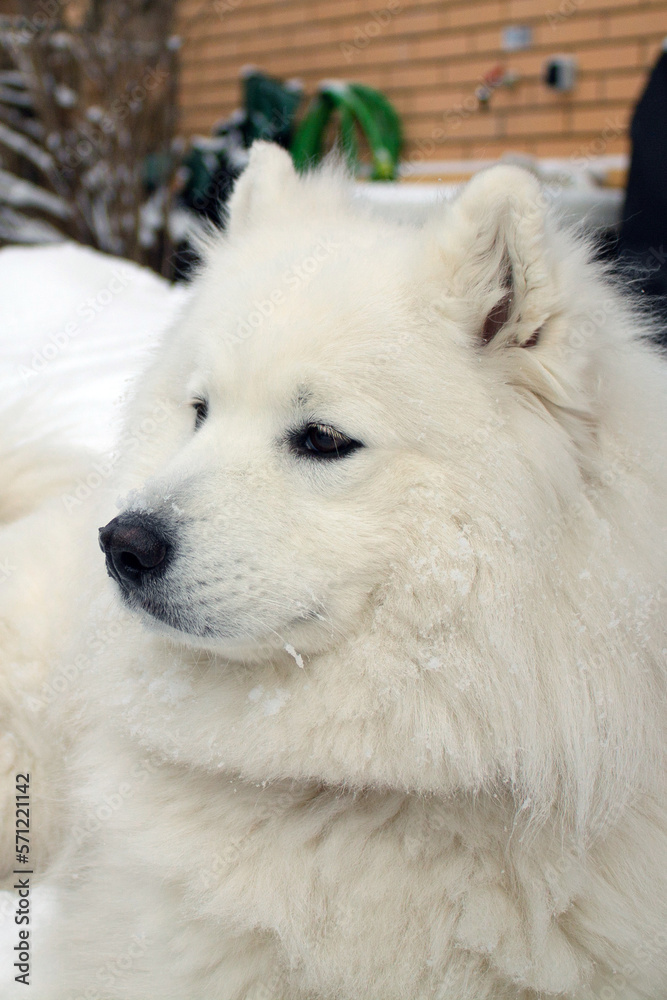 A white dog of the Samoyed husky breed lies against a background of white snow. A dog is a friend and companion of a person, Samoyeds are wonderful, affectionate, devoted friends. Вертикальное фото