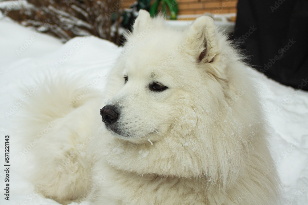 A white dog of the Samoyed husky breed lies against a background of white snow. A dog is a friend and companion of a person, Samoyeds are wonderful, affectionate, devoted friends.