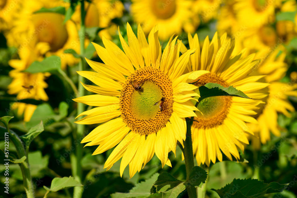 Sunflower natural background, Sunflower blooming, Close-up of sunflower