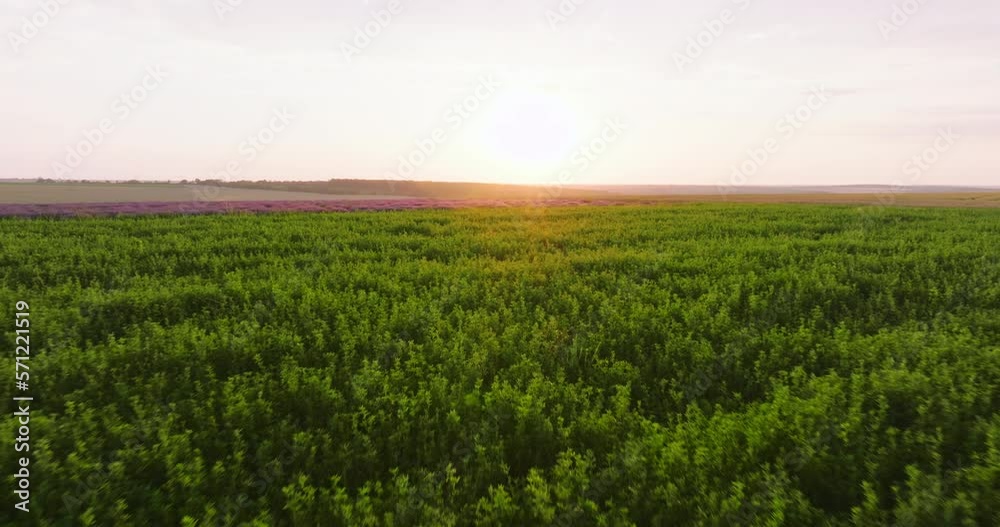 Aerial view agricultural green field of wheat spring on sunset slide from drone forward. golden sunlight shining on wheat Agricultural farm. Nature Aerial view agricultural green field of wheat spring on sunset slide from drone forward. golden sunlight shining on wheat Agricultural farm. Nature