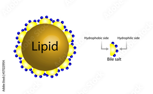 Fat Molecule, Lipid droplets, Lipid Digestion. Bile salt emulsification. Gallbladder. Micelle formation. Colorful scientific diagram. Vector Illustration.