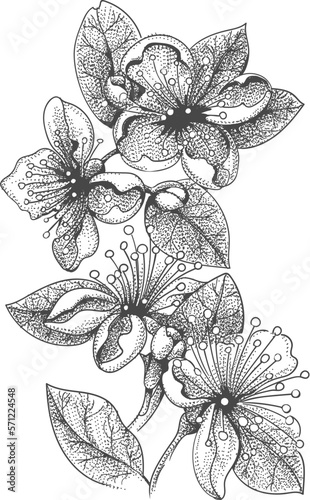 Blossoming feijoa sketch