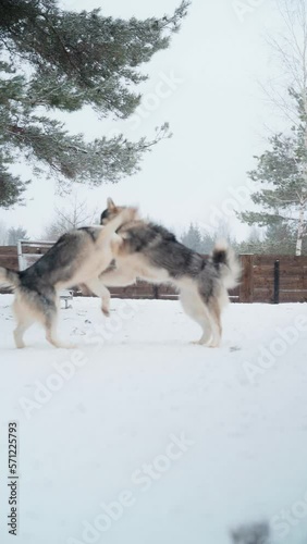 Two adult black-white husky dogs play with each other in the park in the winter.