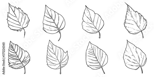 Leaves on a white background  vector illustration