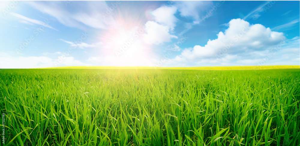 A beautiful green field of young cereals against a blue sky with clouds on a bright sunny day. Natural landscape. A beautiful green field of young cereals against a blue sky with clouds on a bright sunny day. Natural landscape.