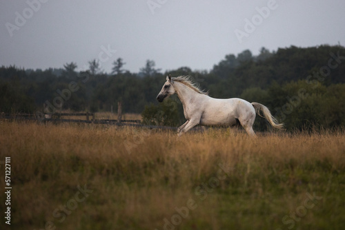 Fototapeta Naklejka Na Ścianę i Meble -  portrait of a white gray horse in summer in green leaves on the field