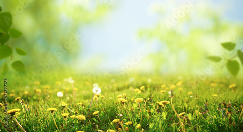 Fototapeta Naklejka Na Ścianę i Meble -  Spring summer blurred natural background. Beautiful meadow field with fresh grass and yellow dandelion flowers against sky.