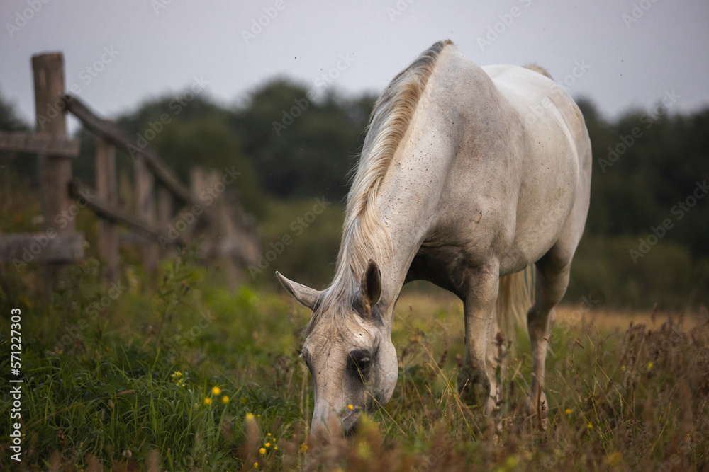 portrait of a white gray horse in summer in green leaves on the field