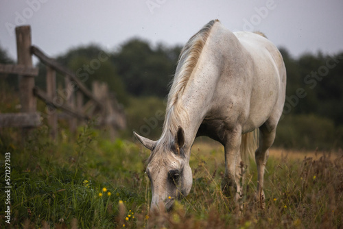 portrait of a white gray horse in summer in green leaves on the field