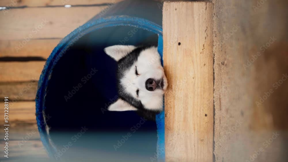 An adult black and white Siberian husky sleeps in a barrel booth.