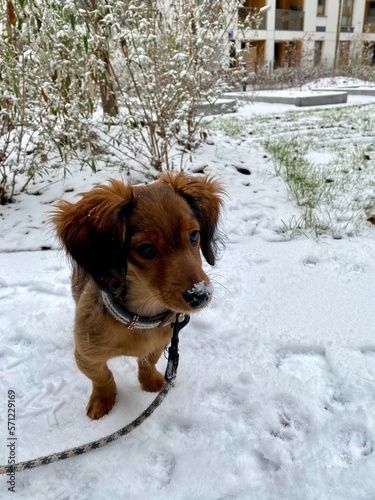 pies w śniegu 