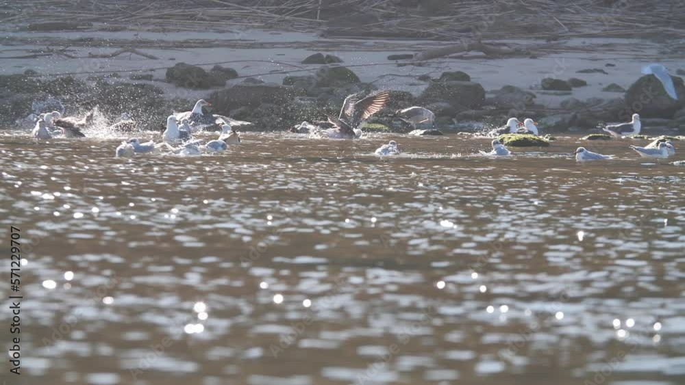Seagulls having a bath in the river Seagulls having a bath in the river