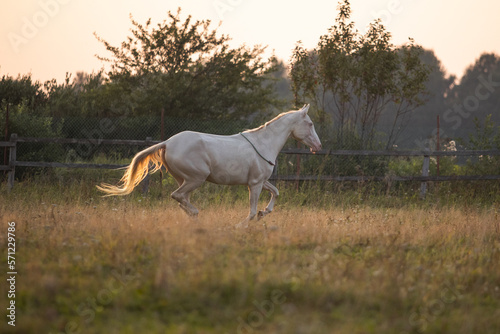 a pink wild horse gallops across a field at sunset