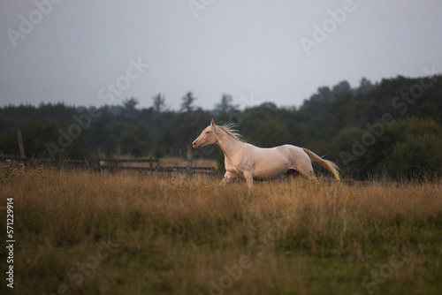 a pink wild horse gallops across a field at sunset