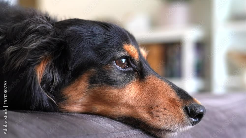 Sleepy Dog lying on the sofa, side profile shot Sleepy Dog lying on the sofa, side profile shot