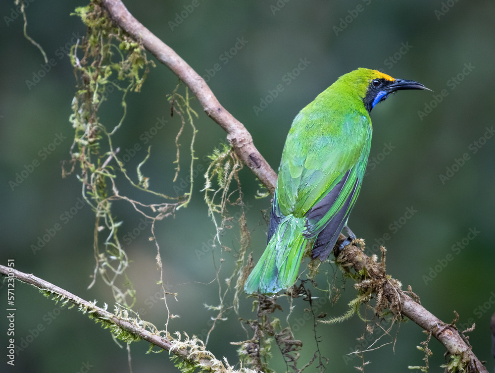Obraz premium A golden fronted leaf-bird on a perch waiting for its pair