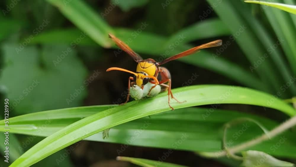 Potter wasps, the Eumeninae, are a cosmopolitan wasp group presently treated as a subfamily of Vespidae Potter wasps, the Eumeninae, are a cosmopolitan wasp group presently treated as a subfamily of Vespidae