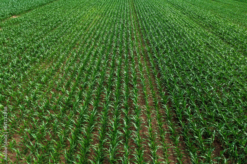 Aerial view of young green corn crops seedling in cultivated field, endless rows of cereal plants in diminishing perspective from drone pov Aerial view of young green corn crops seedling in cultivated field, endless rows of cereal plants in diminishing perspective from drone pov