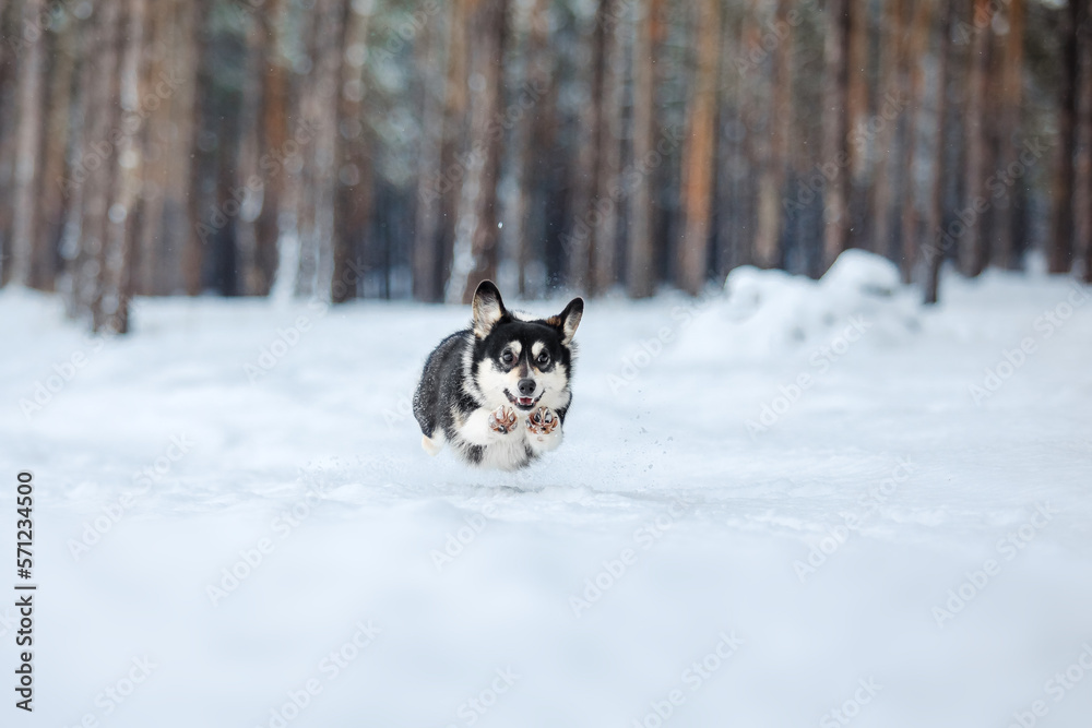 Corgi dog in the snow. Dog in winter. Dog in nature. Corgi dog in the snow. Dog in winter. Dog in nature.