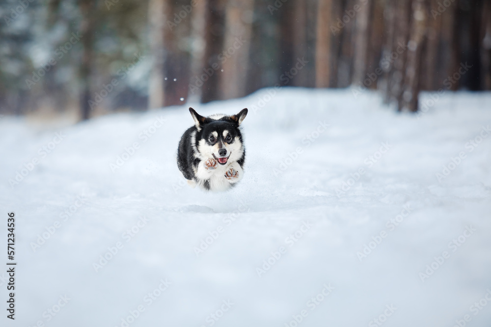 Corgi dog in the snow. Dog in winter. Dog in nature. Corgi dog in the snow. Dog in winter. Dog in nature.