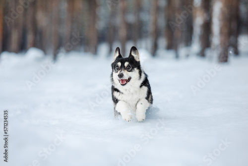 Fototapeta Naklejka Na Ścianę i Meble -  Corgi dog in the snow. Dog in winter. Dog in nature.