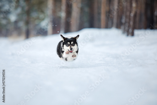 Corgi dog in the snow. Dog in winter. Dog in nature. © OlgaOvcharenko