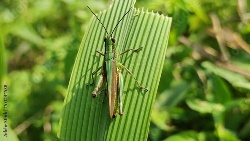 A single green grasshopper clings to a leaf.