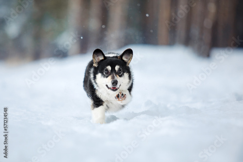 Corgi dog in the snow. Dog in winter. Dog in nature.