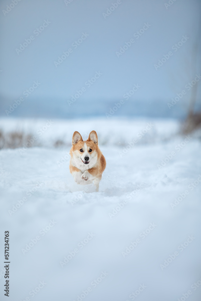 Corgi dog in the snow. Dog in winter. Dog in nature. Corgi dog in the snow. Dog in winter. Dog in nature.