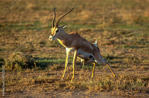 Gazelle de Grant, Nanger granti photo