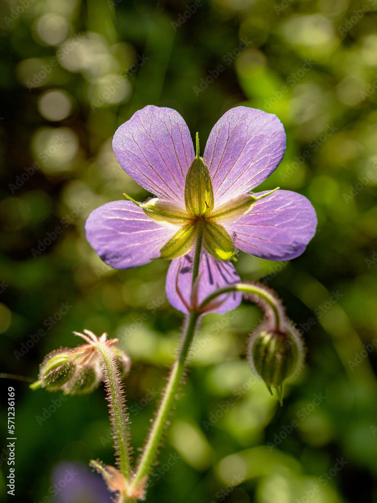 Fototapeta premium Southern Urals, blooming meadow geranium (Geranium pratense) in the meadow.