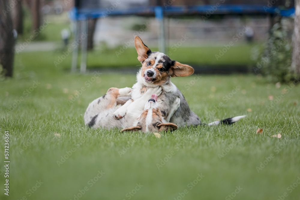Happy and active purebred Welsh Corgi dog outdoors in the grass Happy and active purebred Welsh Corgi dog outdoors in the grass