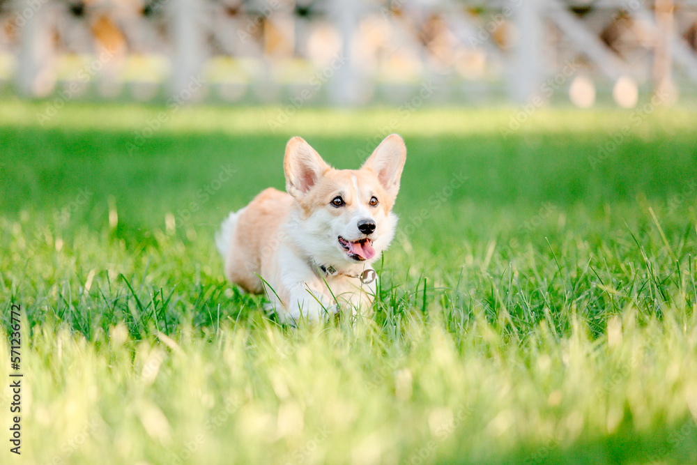 Cute Welsh Corgi dog outdoor. Dog portrait Pet on a walk. Beautiful funny corgi dog breed Cute Welsh Corgi dog outdoor. Dog portrait Pet on a walk. Beautiful funny corgi dog breed