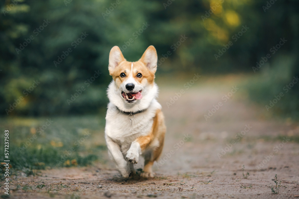 Cute Welsh Corgi dog outdoor. Dog portrait Pet on a walk. Beautiful funny corgi dog breed Cute Welsh Corgi dog outdoor. Dog portrait Pet on a walk. Beautiful funny corgi dog breed