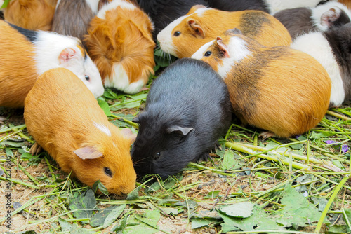 many guinea pigs live in a house, white, black