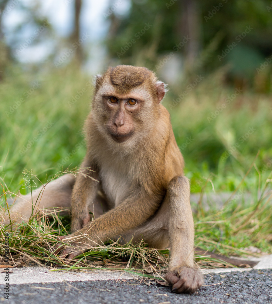 portrait of little macaque monkey on the monkey hill phuket