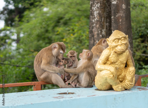 Macaque family at Monkey Hill Phuket © Simon