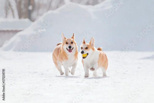 Corgi dog in the snow. Dog in winter. Dog in nature. © OlgaOvcharenko