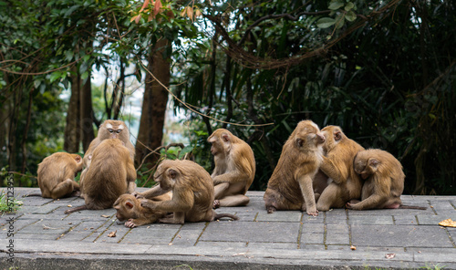 Family of macaque monkeys grooming each other in the monkey hill Phuket, Thailand