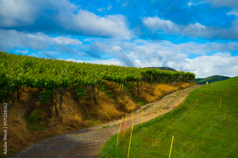 Young vineyard plantation on a sunny day, basque country spain. Way of Saint James, El Camino de Santiago Young vineyard plantation on a sunny day, basque country spain. Way of Saint James, El Camino de Santiago